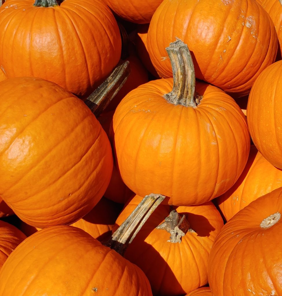 closeup photo of pumpkins